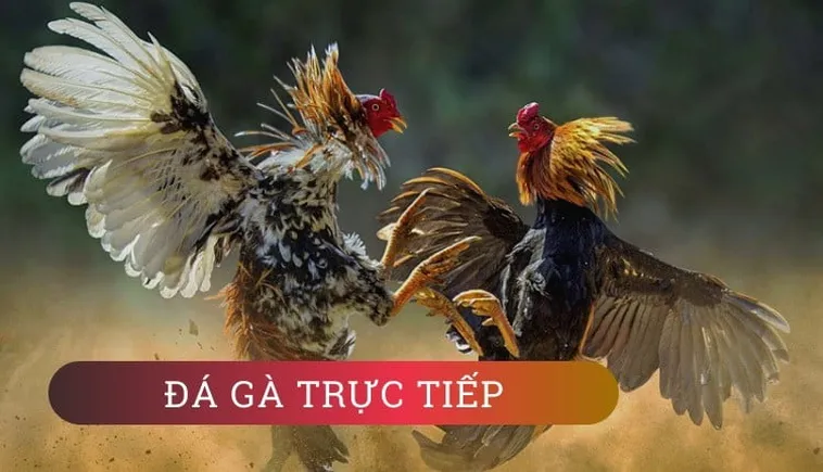 Hướng Dẫn Chơi Đá Gà GA28 Tại W88: Thông Tin Chi Tiết Nhất 2 Hướng Dẫn Chơi Đá Gà GA28 Tại W88: Thông Tin Chi Tiết Nhất